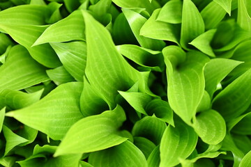 macro texture of a wood leaf , macro bright green leaf texture, leaf veins close-up	