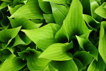macro texture of a wood leaf , macro bright green leaf texture, leaf veins close-up	