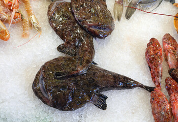Monkfish fish also called Angles fish with wide snout and open mouth on the ice of the counter for...