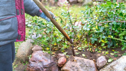 Fototapeta premium pruning roses in autumn, Sheltering roses before winter, processing of garden plants before the cold period.