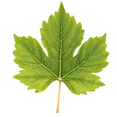 Fototapeta premium Green grape leaf leaf illustration on white background