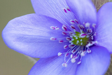 Close Up Leberblümchen