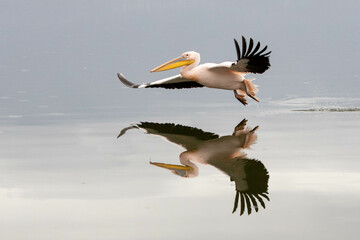 Pink Pelican im Flug