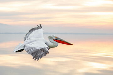 Pelican flying towards sunrise