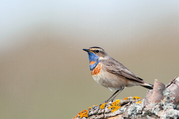 Bluethroat, Luscinia svecica, Cyanecula suecica. Early in the morning the male bird sits on a stalk of a plant and sings.