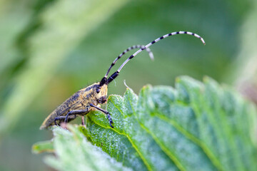 A longhorn beetle sits on a leaf. Close-up. Macro