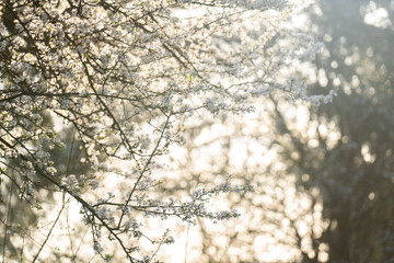 Background of blooming cherry branches in the sunlight...