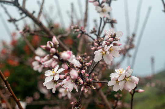 Closeup of an almond tree flower