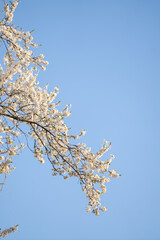 Blooming spring branches on the background of blue sky.