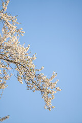 Blooming spring branches on the background of blue sky.