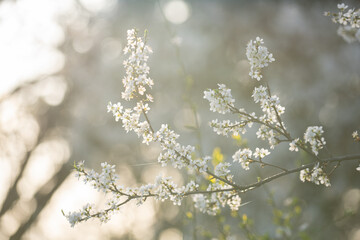 Background of blooming cherry branches in the sunlight...