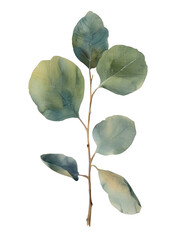 Beautiful eucalyptus watercolor illustration isolated 