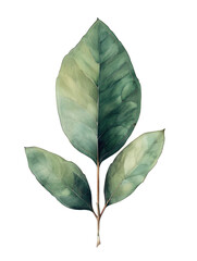 Beautiful eucalyptus watercolor illustration isolated 
