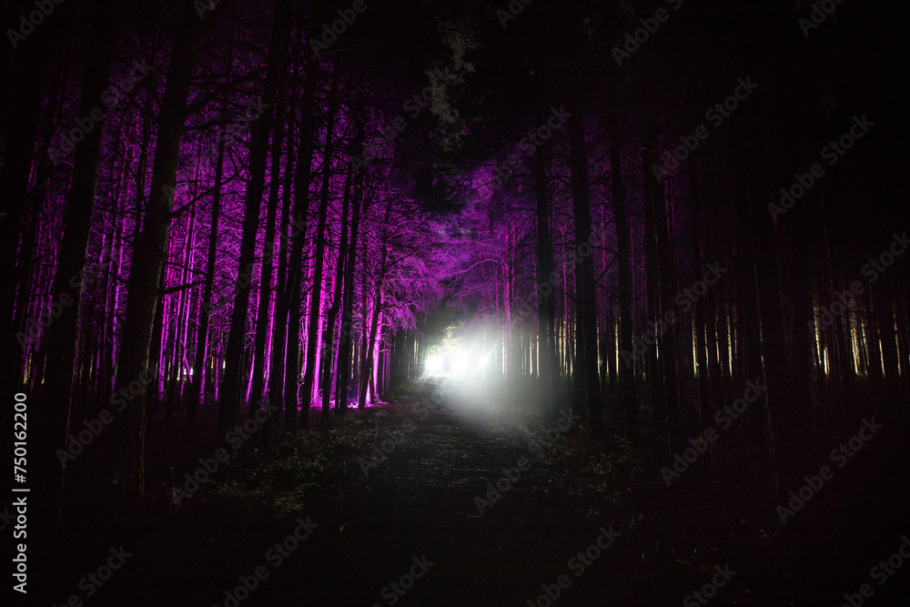 Canvas Prints magical lights sparkling in mysterious forest at night. nightmare pine forest.