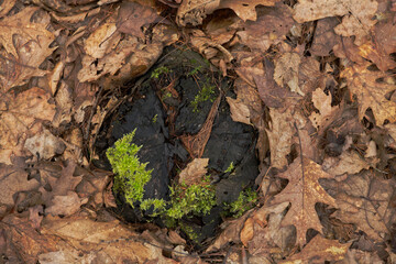 tree bark and moss