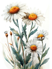 Fototapeta premium colorful chamomile watercolor illustration isolated 