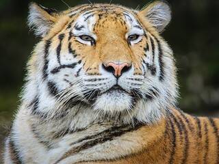 Portrait Aufnahme eines stolzen Tigers