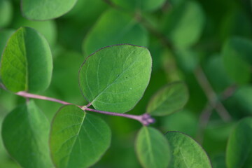 green branches with thorns as a backdrop, a concept of sustainable development 