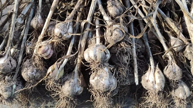 Fresh dry garlic bulbs. ORganic vegetables. 
