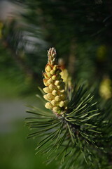 Close-up of pine flowers, flowering branches of pine, a coniferous evergreen tree 