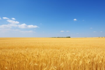 Symbolizing ukraine. clear blue sky and golden wheat fields evoking ukrainian flag