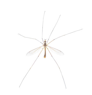 Cranefly species Tipula Sayi daddy longlegs in high definition with extreme focus and DOF depth of field isolated on white background. often mistaken as a larger mosquito. top dorsal view