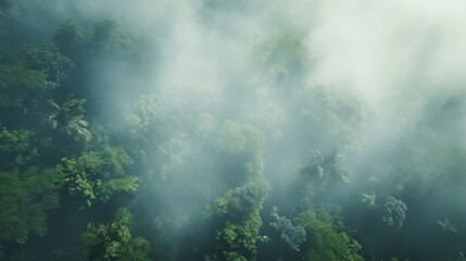 Aerial photo of the forest in fog. Green trees drone view. The beauty of wild nature.