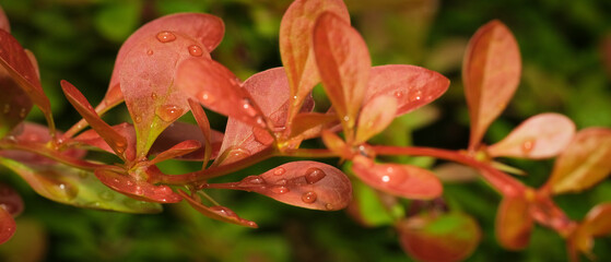 Obraz premium ogród po deszczu
