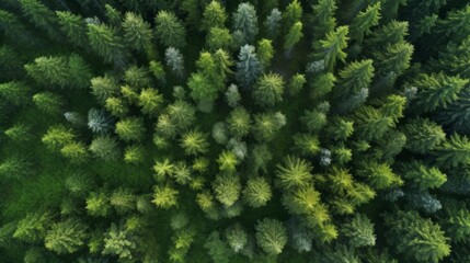 Fototapeta na wymiar Aerial photo of the forest. Green trees drone view. The beauty of wild nature.