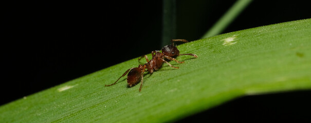 mrówka - obrazy, fototapety, plakaty