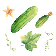 Cucumbers plant with leaves and flowers. Big and small, top view. Hand drawn botanical watercolor illustration on white background.