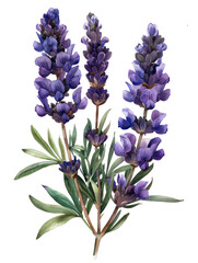 Fototapeta premium Colorful lavender flowers watercolor illustration isolated 