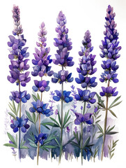 Naklejka premium Colorful lavender flowers watercolor illustration isolated 