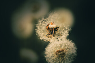Beautiful dandelions, from which the wind blows the white fluff away in summer. These are wildflowers.