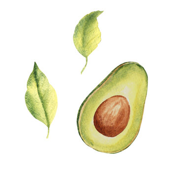 Avocado half fruit drawing with leaves. Hand drawn botanical watercolor illustration on white background.