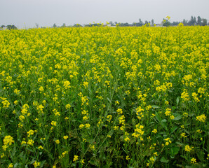 Mustard crop
