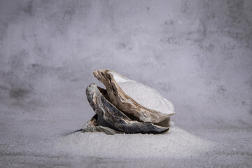 sea salt in oyster shell on light gray background
