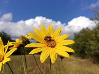 Jerusalem artichoke.  - Helianthus tuberosus - Beautiful flowers of Jerusalem artichoke under cloudy blue sky