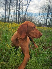 Hungarian hound pointer vizsla dog on the meadow