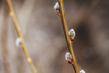 Willow branch with catkins. Willow Catkins in Early Spring.