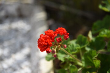 the red Geranium