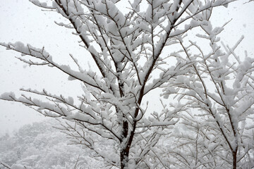 雪の風景　自然の造形