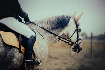 A rider rides a grey horse across a field on a cloudy summer's day. Equestrian sport and horse...