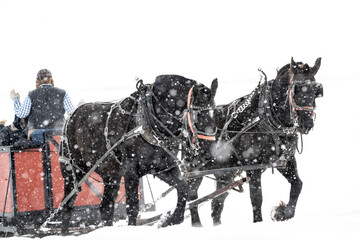 Draft horses to pull sleigh; Nat Elk Refuge; Jackson, Wyoming