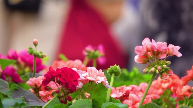 Pelargonium hortorum, (also called zonal geranium, garden geranium), is nothospecies of Pelargonium most commonly used as ornamental plant.