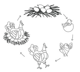 Chicken life cycle isolated on white background. Vector cartoon graphic design element illustration