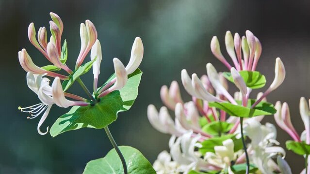Lonicera caprifolium, Italian woodbine or honeysuckle