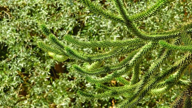 Araucaria araucana (monkey puzzle tree, monkey tail tree, pinonero, or Chilean pine) is an evergreen tree. It is native to Chile and Argentina. It is hardiest species in conifer.