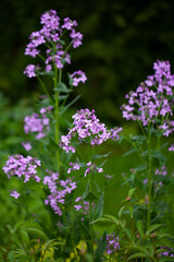 Hesperis matronalis (Dame's rocket,  Sweet rocket): a biennial or short-lived perennial plant that is native to Europe and Asia . The plant was originally used for its medicinal properties.