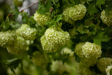 A viburnum in full bloom, adorning the spring garden with its blossoms